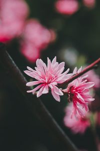 Preview wallpaper flower, pink, bloom, plant, macro