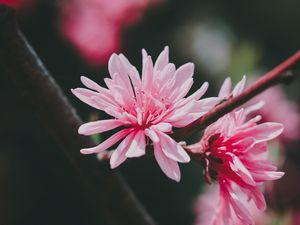 Preview wallpaper flower, pink, bloom, plant, macro