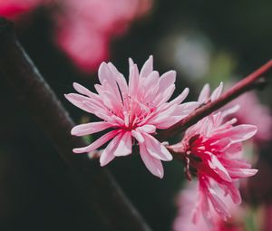 Preview wallpaper flower, pink, bloom, plant, macro