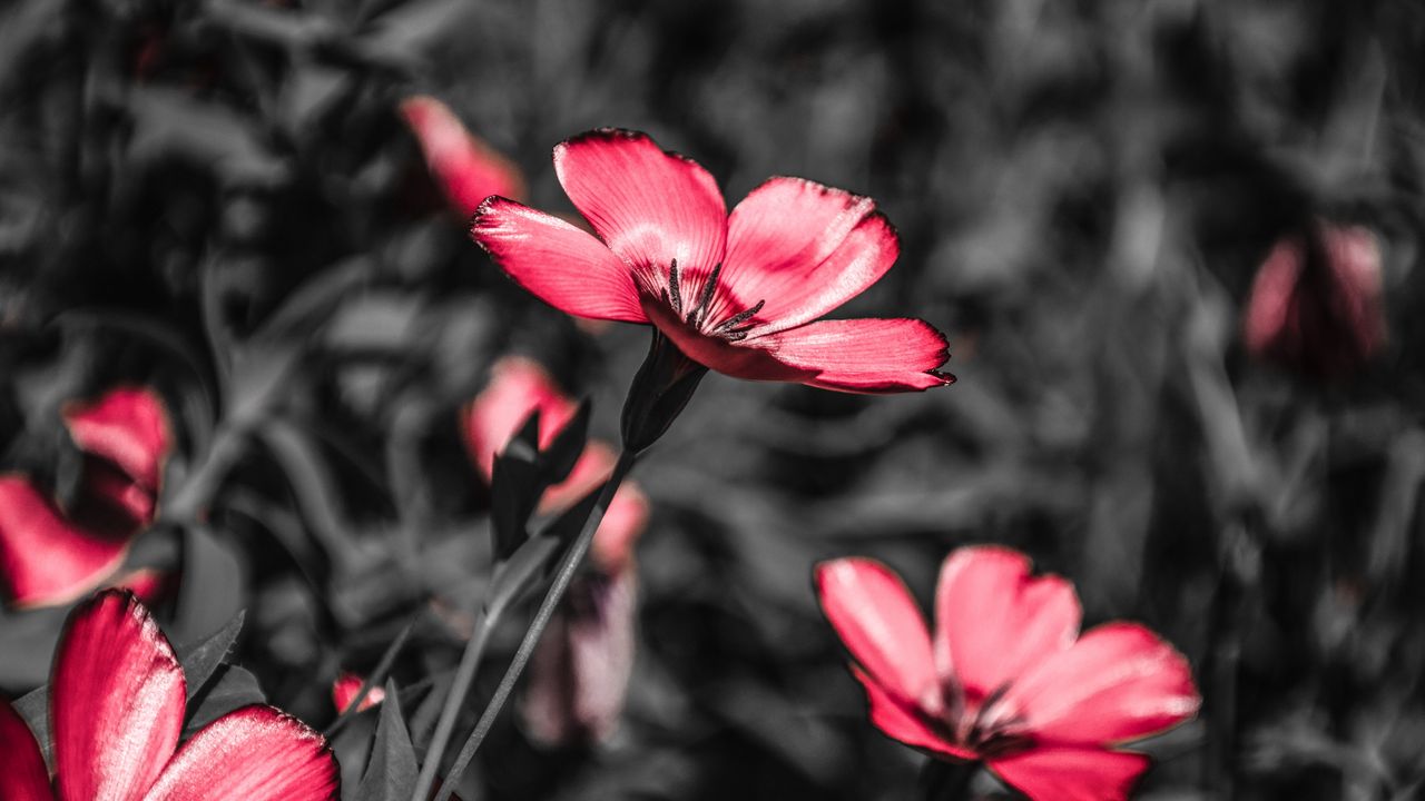 Wallpaper flower, pink, blooms, field, contrast