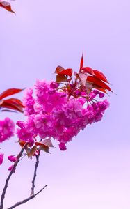 Preview wallpaper flower, pink, branch, bloom, macro, bush, sky