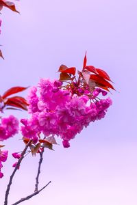 Preview wallpaper flower, pink, branch, bloom, macro, bush, sky
