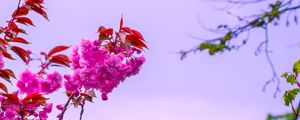 Preview wallpaper flower, pink, branch, bloom, macro, bush, sky