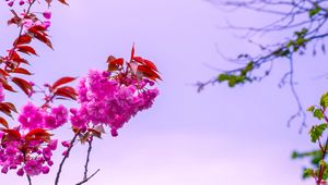 Preview wallpaper flower, pink, branch, bloom, macro, bush, sky