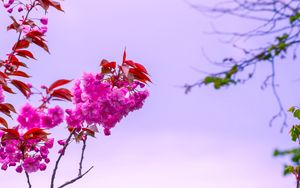 Preview wallpaper flower, pink, branch, bloom, macro, bush, sky