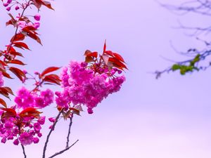 Preview wallpaper flower, pink, branch, bloom, macro, bush, sky