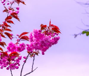 Preview wallpaper flower, pink, branch, bloom, macro, bush, sky