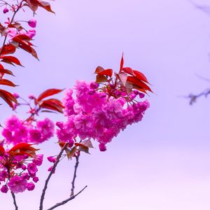 Preview wallpaper flower, pink, branch, bloom, macro, bush, sky