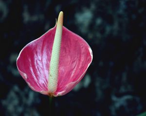 Preview wallpaper flower, pink, bud