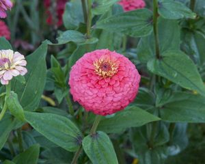 Preview wallpaper flower, pink, green, leaf, flowerbed