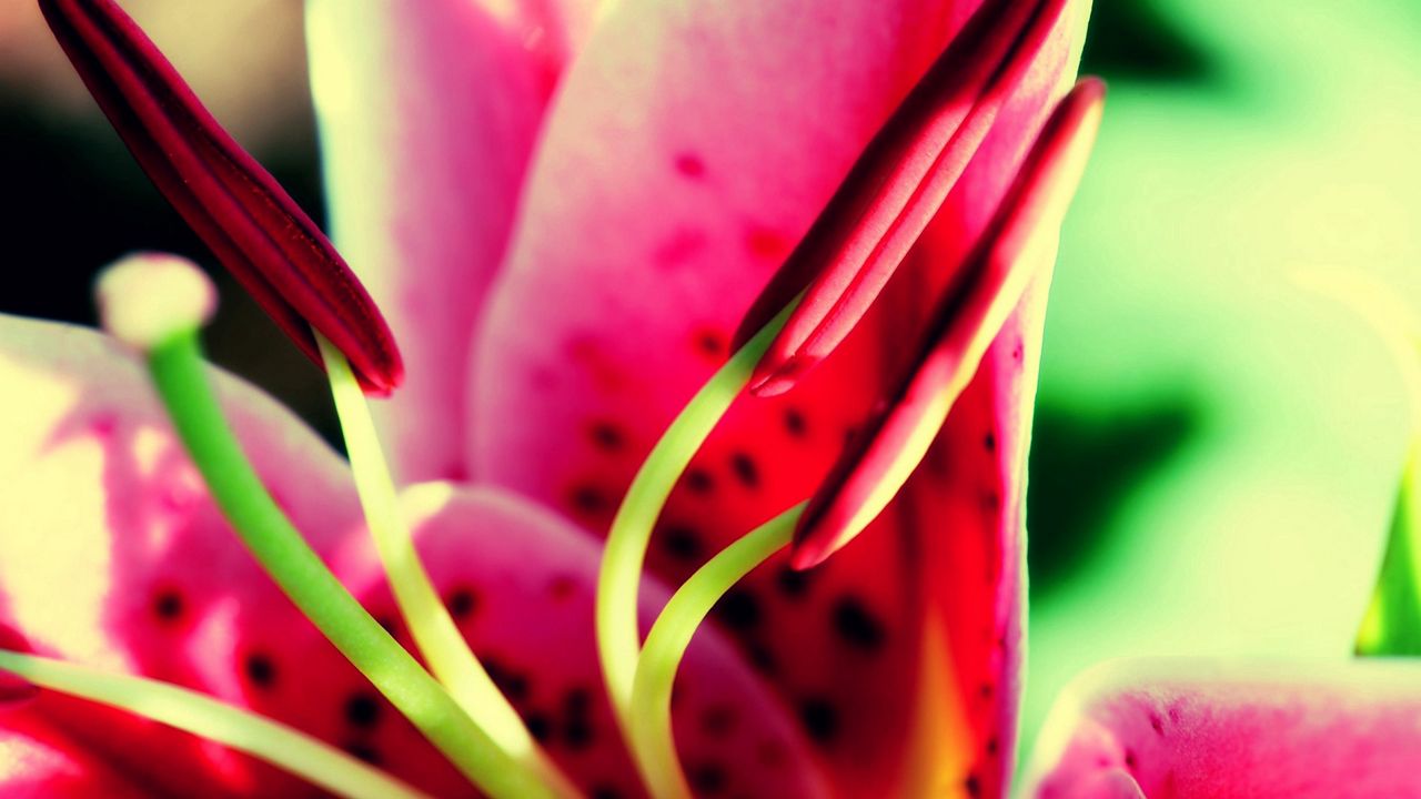 Wallpaper flower, pink, green, pistil, stamen