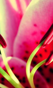 Preview wallpaper flower, pink, green, pistil, stamen