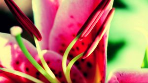 Preview wallpaper flower, pink, green, pistil, stamen