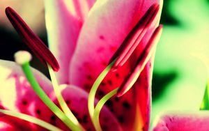 Preview wallpaper flower, pink, green, pistil, stamen