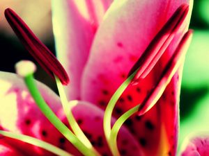 Preview wallpaper flower, pink, green, pistil, stamen