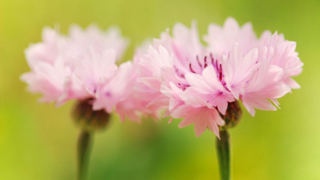 Wallpaper flower, pink, green, bright hd, picture, image