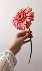 Preview wallpaper flower, pink, hand