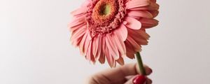 Preview wallpaper flower, pink, hand