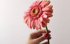 Preview wallpaper flower, pink, hand