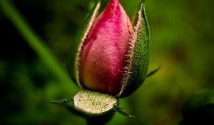 Preview wallpaper flower, pink, leaves, green