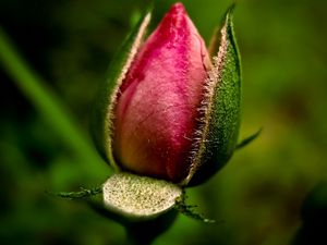 Preview wallpaper flower, pink, leaves, green