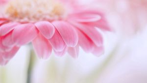 Preview wallpaper flower, pink, light, petals