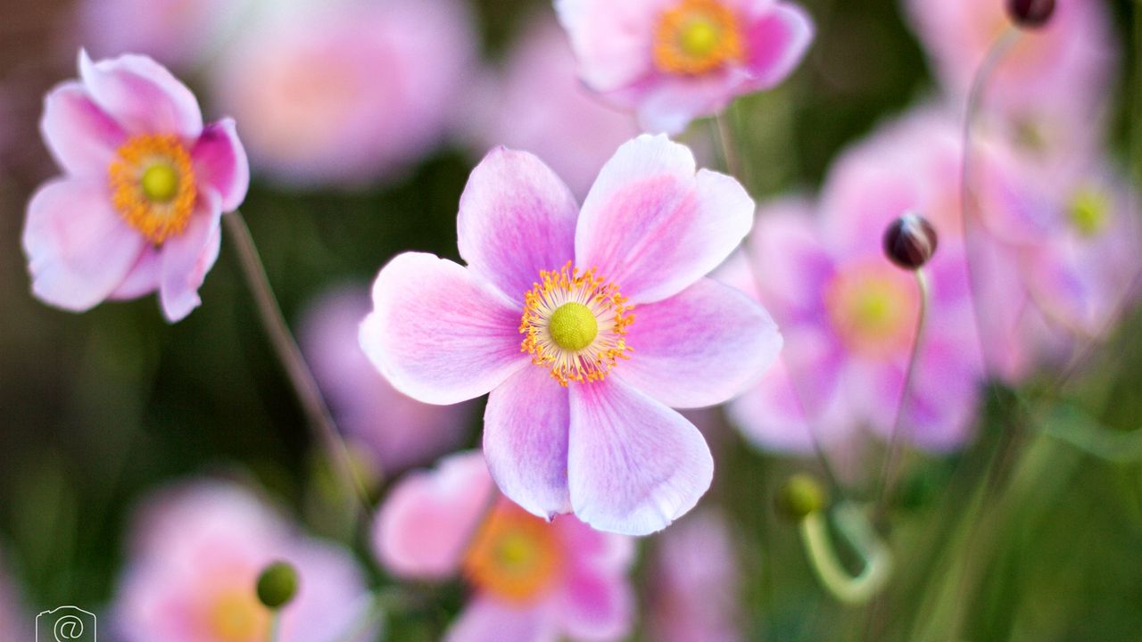 Wallpaper flower, pink, light, macro