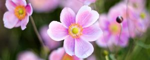 Preview wallpaper flower, pink, light, macro