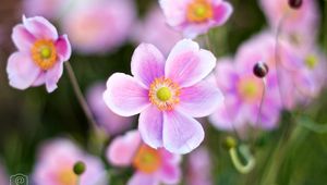 Preview wallpaper flower, pink, light, macro