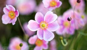 Preview wallpaper flower, pink, light, macro