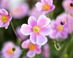 Preview wallpaper flower, pink, light, macro