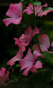 Preview wallpaper flower, pink, loach, plant, leaves