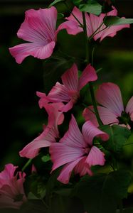 Preview wallpaper flower, pink, loach, plant, leaves