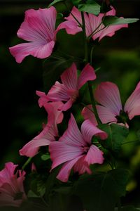 Preview wallpaper flower, pink, loach, plant, leaves