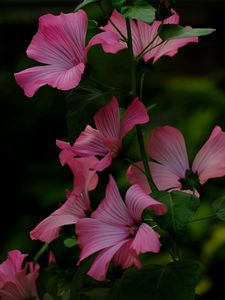 Preview wallpaper flower, pink, loach, plant, leaves