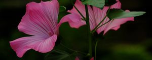 Preview wallpaper flower, pink, loach, plant, leaves