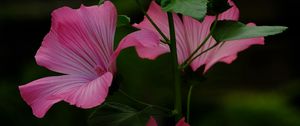 Preview wallpaper flower, pink, loach, plant, leaves