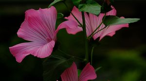 Preview wallpaper flower, pink, loach, plant, leaves