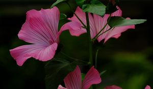 Preview wallpaper flower, pink, loach, plant, leaves