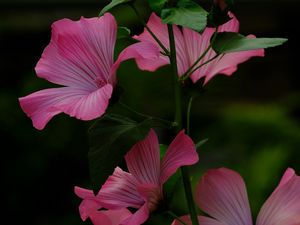 Preview wallpaper flower, pink, loach, plant, leaves