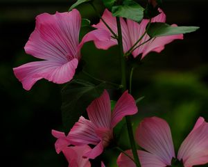 Preview wallpaper flower, pink, loach, plant, leaves