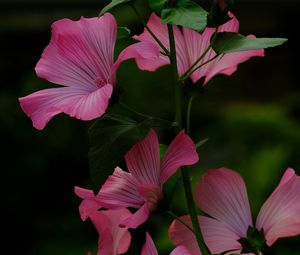 Preview wallpaper flower, pink, loach, plant, leaves