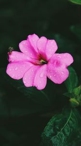 Preview wallpaper flower, pink, macro, drops, leaves