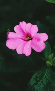 Preview wallpaper flower, pink, macro, drops, leaves