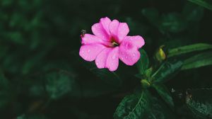 Preview wallpaper flower, pink, macro, drops, leaves