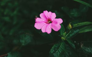 Preview wallpaper flower, pink, macro, drops, leaves