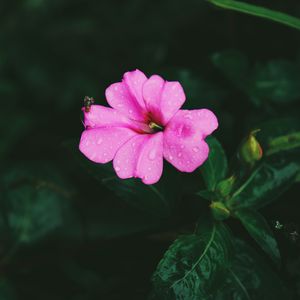 Preview wallpaper flower, pink, macro, drops, leaves