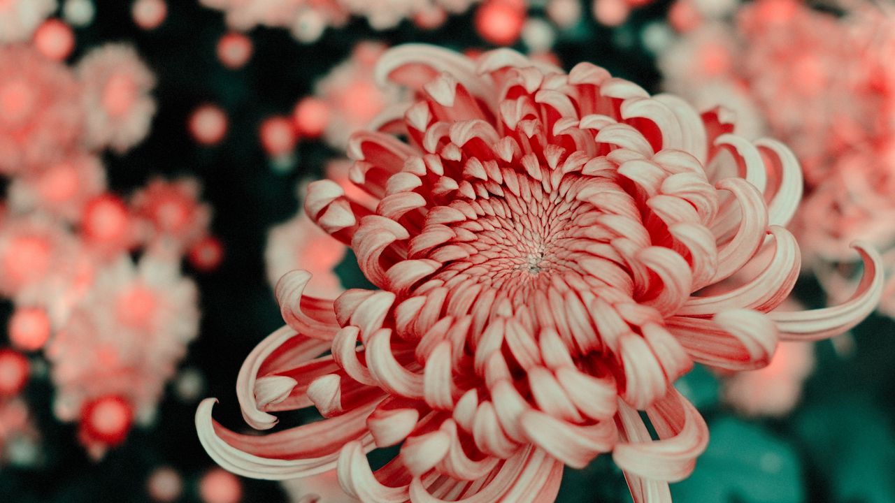 Wallpaper flower, pink, macro, closeup, bloom