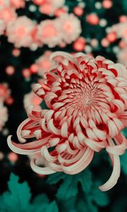 Preview wallpaper flower, pink, macro, closeup, bloom