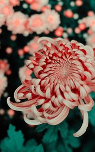 Preview wallpaper flower, pink, macro, closeup, bloom